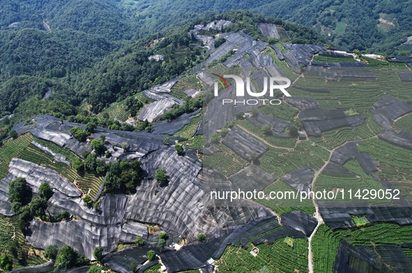 A sunscreen net is covering a large area of Tea Hill at the West Lake Longjing Level 1 Conservation Area in Hangzhou, China, on July 23, 202...