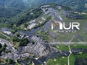 A sunscreen net is covering a large area of Tea Hill at the West Lake Longjing Level 1 Conservation Area in Hangzhou, China, on July 23, 202...