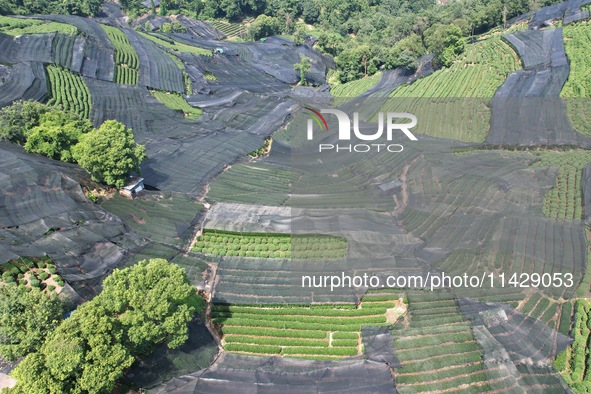 A sunscreen net is covering a large area of Tea Hill at the West Lake Longjing Level 1 Conservation Area in Hangzhou, China, on July 23, 202...