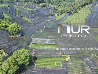 A sunscreen net is covering a large area of Tea Hill at the West Lake Longjing Level 1 Conservation Area in Hangzhou, China, on July 23, 202...