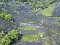 A sunscreen net is covering a large area of Tea Hill at the West Lake Longjing Level 1 Conservation Area in Hangzhou, China, on July 23, 202...