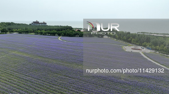 View of Chagan Lake in Songyuan, China, on July 18, 2024. 