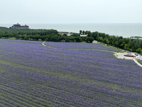 View of Chagan Lake in Songyuan, China, on July 18, 2024. (