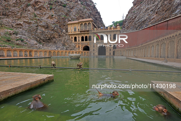 Macaques are cooling off in the holy pond 'Kund' of Shrine Galta Peeth Tirtha, also known as 'Galta Ji temple' and 'Monkey temple', in Jaipu...