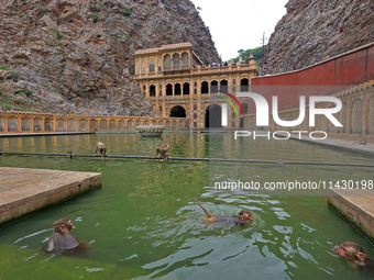 Macaques are cooling off in the holy pond 'Kund' of Shrine Galta Peeth Tirtha, also known as 'Galta Ji temple' and 'Monkey temple', in Jaipu...