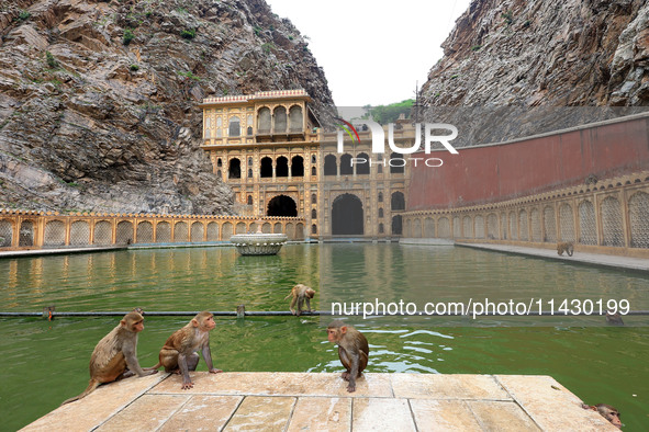 Macaques are cooling off in the holy pond 'Kund' of Shrine Galta Peeth Tirtha, also known as 'Galta Ji temple' and 'Monkey temple', in Jaipu...