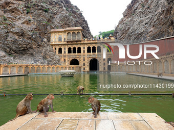 Macaques are cooling off in the holy pond 'Kund' of Shrine Galta Peeth Tirtha, also known as 'Galta Ji temple' and 'Monkey temple', in Jaipu...