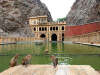 Macaques are cooling off in the holy pond 'Kund' of Shrine Galta Peeth Tirtha, also known as 'Galta Ji temple' and 'Monkey temple', in Jaipu...