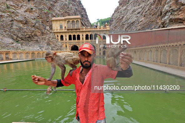 A man is standing with macaques near the holy pond 'Kund' of Shrine Galta Peeth Tirtha, also famous as 'Galta Ji temple' and 'Monkey temple'...