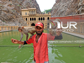 A man is standing with macaques near the holy pond 'Kund' of Shrine Galta Peeth Tirtha, also famous as 'Galta Ji temple' and 'Monkey temple'...