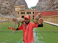 A man is standing with macaques near the holy pond 'Kund' of Shrine Galta Peeth Tirtha, also famous as 'Galta Ji temple' and 'Monkey temple'...