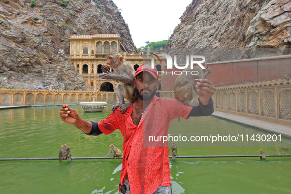 A man is standing with macaques near the holy pond 'Kund' of Shrine Galta Peeth Tirtha, also famous as 'Galta Ji temple' and 'Monkey temple'...