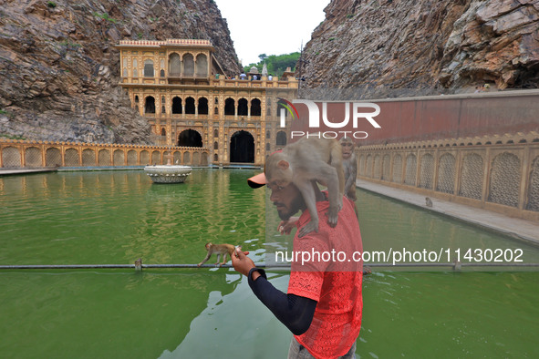 A man is standing with macaques near the holy pond 'Kund' of Shrine Galta Peeth Tirtha, also famous as 'Galta Ji temple' and 'Monkey temple'...