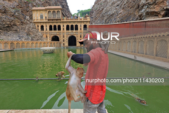 A man is standing with macaques near the holy pond 'Kund' of Shrine Galta Peeth Tirtha, also famous as 'Galta Ji temple' and 'Monkey temple'...