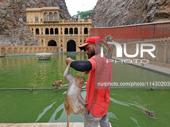 A man is standing with macaques near the holy pond 'Kund' of Shrine Galta Peeth Tirtha, also famous as 'Galta Ji temple' and 'Monkey temple'...