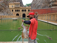 A man is standing with macaques near the holy pond 'Kund' of Shrine Galta Peeth Tirtha, also famous as 'Galta Ji temple' and 'Monkey temple'...