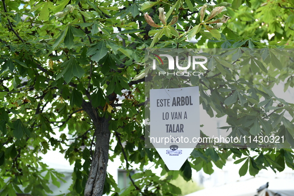 Madrid residents are demonstrating against the City Council's decision to cut down the trees in Plaza de Santa Ana to expand an underground...