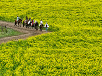 Tourists are riding horses in the sea of rapeseed flowers at the Pingdukou leisure tourist attraction in Minle county, Zhangye city, Gansu p...