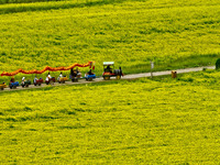 Tourists are taking a tour bus to enjoy the beautiful scenery in the sea of rapeseed flowers at the Bamdukou leisure tourism area in Minle c...