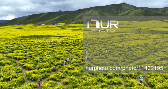 Tourists are visiting the sea of golden flowers under the Qilian Mountains at the Pingdukou leisure tourism scenic spot in Minle county, Zha...