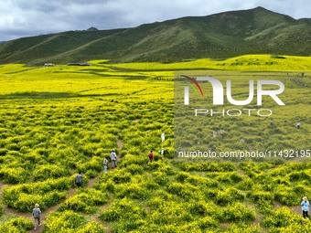 Tourists are visiting the sea of golden flowers under the Qilian Mountains at the Pingdukou leisure tourism scenic spot in Minle county, Zha...