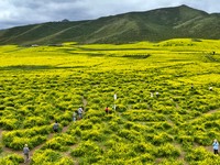 Tourists are visiting the sea of golden flowers under the Qilian Mountains at the Pingdukou leisure tourism scenic spot in Minle county, Zha...