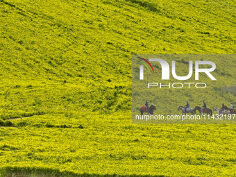 Tourists are riding horses in a sea of rapeseed flowers at the Bamdukou leisure tourist attraction in Minle county, Zhangye city, Gansu prov...