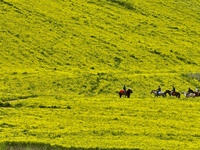 Tourists are riding horses in a sea of rapeseed flowers at the Bamdukou leisure tourist attraction in Minle county, Zhangye city, Gansu prov...