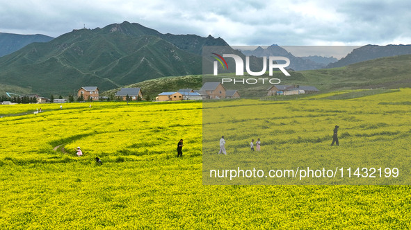 Tourists are enjoying the golden flowers at the Pingdukou leisure tourist attraction in Minle County, Zhangye city, Gansu province, on July...