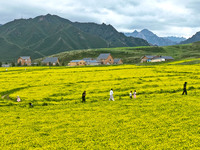 Tourists are enjoying the golden flowers at the Pingdukou leisure tourist attraction in Minle County, Zhangye city, Gansu province, on July...