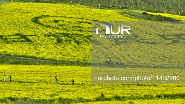 Tourists are visiting the sea of golden flowers under the Qilian Mountains at the Pingdukou leisure tourism scenic spot in Minle county, Zha...