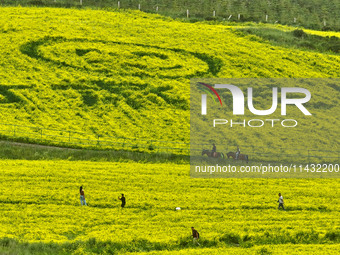 Tourists are visiting the sea of golden flowers under the Qilian Mountains at the Pingdukou leisure tourism scenic spot in Minle county, Zha...