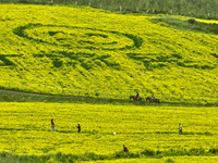 Tourists are visiting the sea of golden flowers under the Qilian Mountains at the Pingdukou leisure tourism scenic spot in Minle county, Zha...