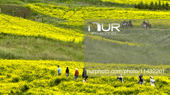 Tourists are visiting the sea of golden flowers under the Qilian Mountains at the Pingdukou leisure tourism scenic spot in Minle county, Zha...