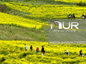 Tourists are visiting the sea of golden flowers under the Qilian Mountains at the Pingdukou leisure tourism scenic spot in Minle county, Zha...