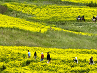 Tourists are visiting the sea of golden flowers under the Qilian Mountains at the Pingdukou leisure tourism scenic spot in Minle county, Zha...