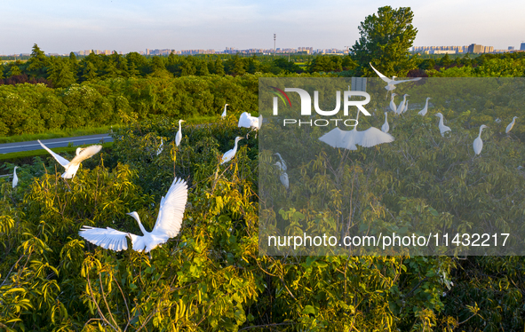 Flocks of egrets are hovering in a forest in Shaxi town, Taicang city, East China's Jiangsu province, on July 22, 2024. 