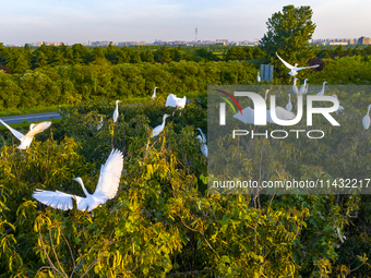 Flocks of egrets are hovering in a forest in Shaxi town, Taicang city, East China's Jiangsu province, on July 22, 2024. (