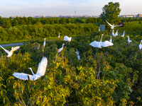 Flocks of egrets are hovering in a forest in Shaxi town, Taicang city, East China's Jiangsu province, on July 22, 2024. (