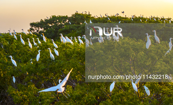 Flocks of egrets are hovering in a forest in Shaxi town, Taicang city, East China's Jiangsu province, on July 22, 2024. 