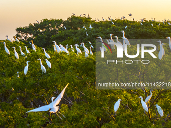 Flocks of egrets are hovering in a forest in Shaxi town, Taicang city, East China's Jiangsu province, on July 22, 2024. (