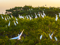 Flocks of egrets are hovering in a forest in Shaxi town, Taicang city, East China's Jiangsu province, on July 22, 2024. (