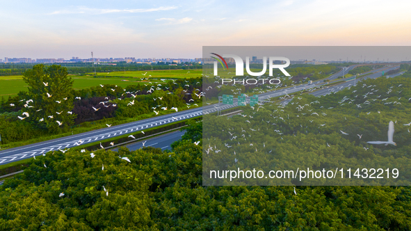 Flocks of egrets are hovering in a forest in Shaxi town, Taicang city, East China's Jiangsu province, on July 22, 2024. 