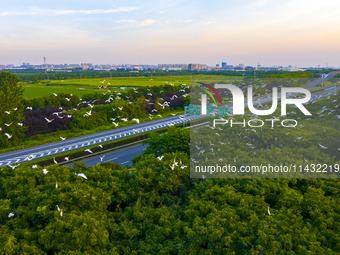 Flocks of egrets are hovering in a forest in Shaxi town, Taicang city, East China's Jiangsu province, on July 22, 2024. (