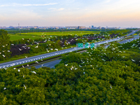 Flocks of egrets are hovering in a forest in Shaxi town, Taicang city, East China's Jiangsu province, on July 22, 2024. (