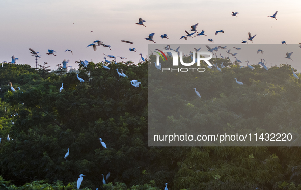 Flocks of egrets are hovering in a forest in Shaxi town, Taicang city, East China's Jiangsu province, on July 22, 2024. 