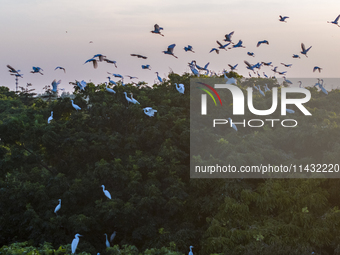 Flocks of egrets are hovering in a forest in Shaxi town, Taicang city, East China's Jiangsu province, on July 22, 2024. (