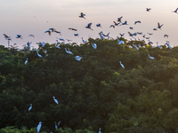 Flocks of egrets are hovering in a forest in Shaxi town, Taicang city, East China's Jiangsu province, on July 22, 2024. (