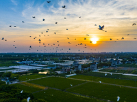 Flocks of egrets are hovering in a forest in Shaxi town, Taicang city, East China's Jiangsu province, on July 22, 2024. (