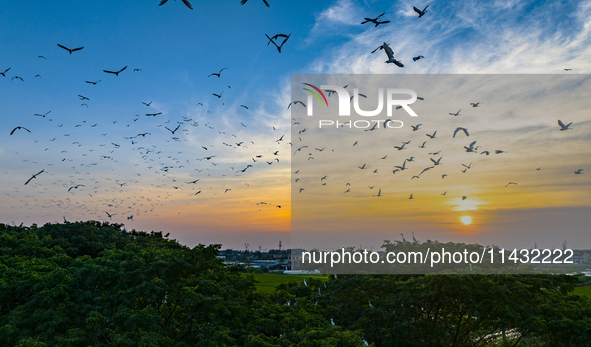 Flocks of egrets are hovering in a forest in Shaxi town, Taicang city, East China's Jiangsu province, on July 22, 2024. 